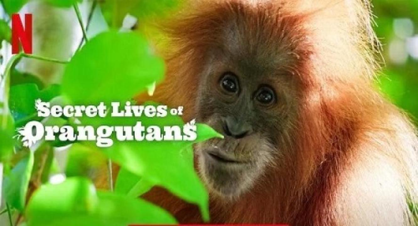مشاهدة فيلم Secret Lives of Orangutans 2024 مترجم 